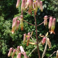 Kalanchoe pinnata (Lam.) Pers.